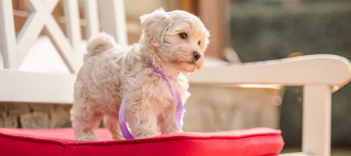 When Can My Puppy Go Outside? A Guide to Safe Socialisation 