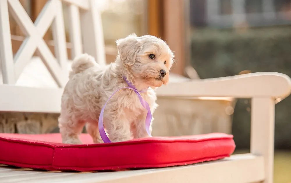 maltese poodle mix puppy sitting on a chair