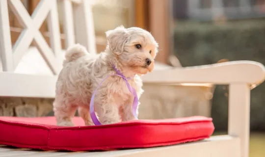 一只马耳他贵宾犬混血幼犬坐在椅子上