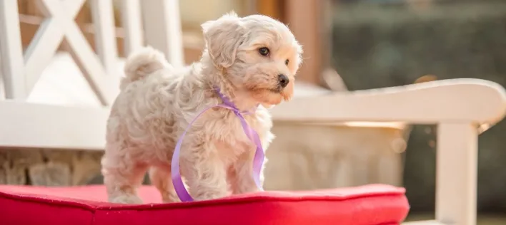 When Can My Puppy Go Outside? A Guide to Safe Socialisation 