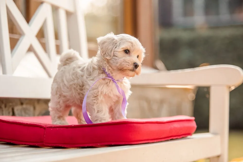 maltese poodle mix puppy sitting on a chair