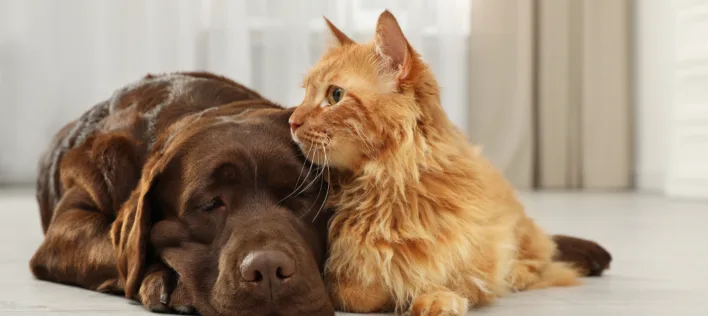 Cat and dog together on floor indoors. Fluffy friends