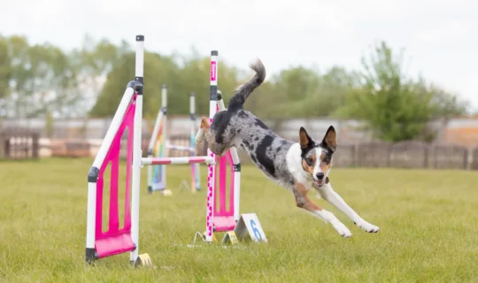 7 Ways to Keep Your Pet’s Joints Healthy 