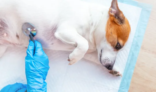 Why Is My Pet Always Itchy, Tired, or Gassy? The Gut Health Answer