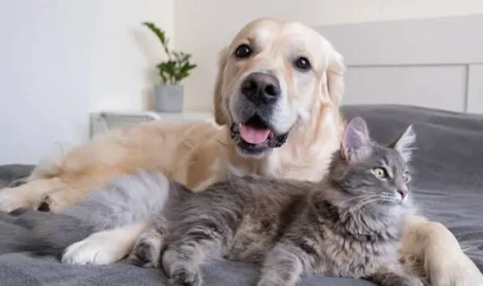 一只金毛寻回犬和一只长毛猫躺在床上