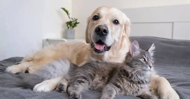 A golden retriever and a longhair cat laying on a bed