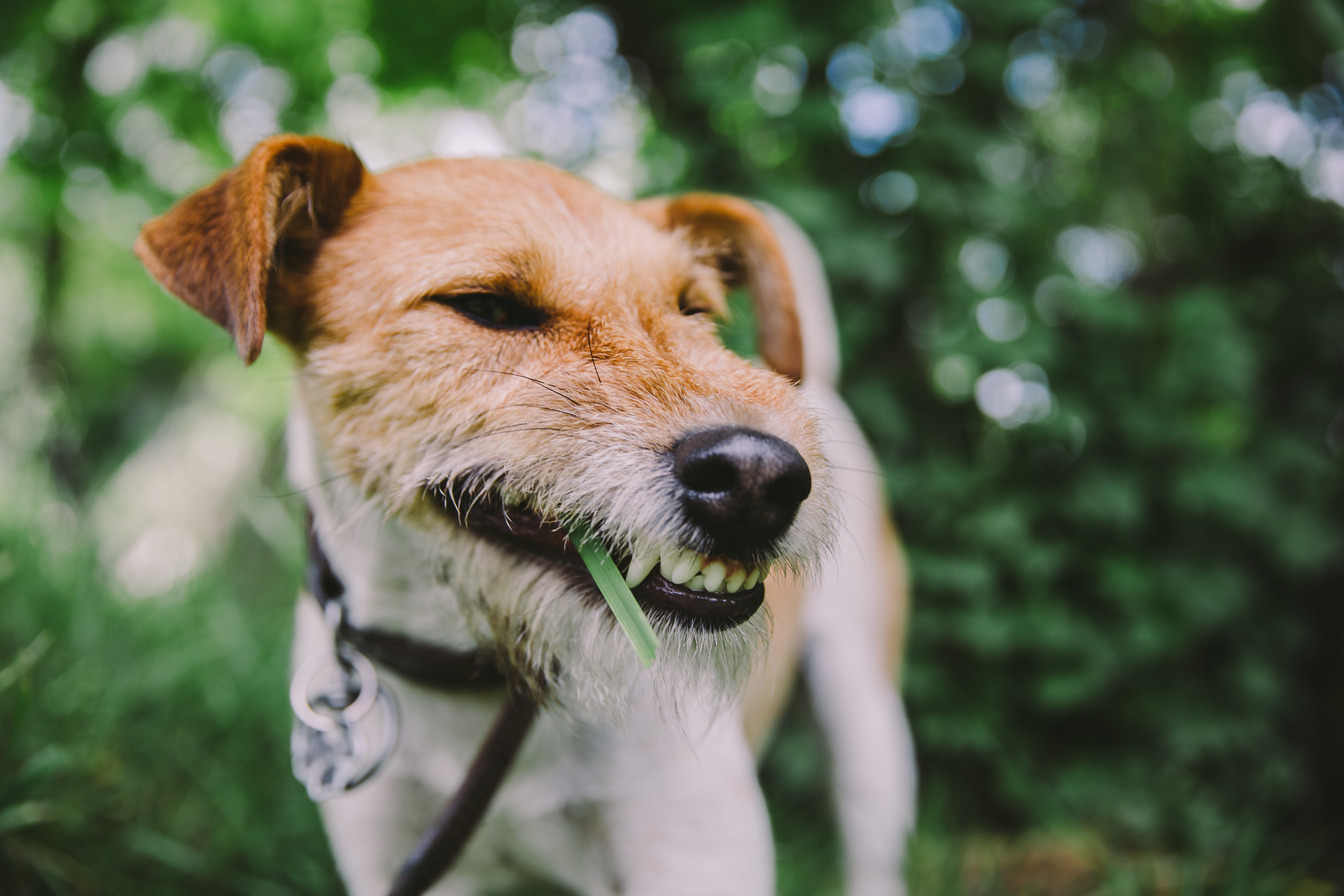 Why Do Dogs Eat Grass? Causes, Risks, and When to Call the Vet