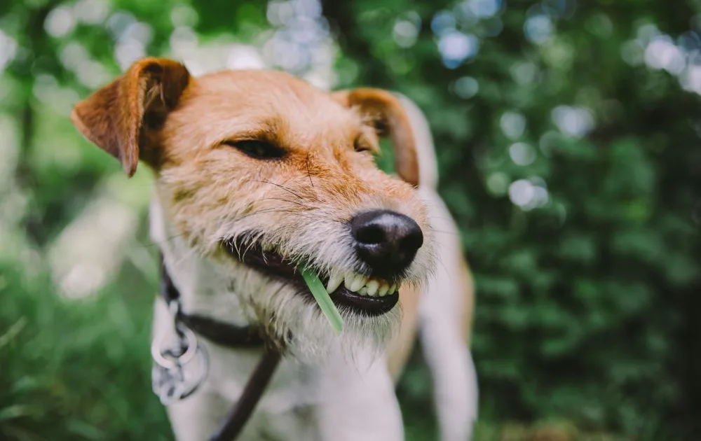 A fox terrier eating grass