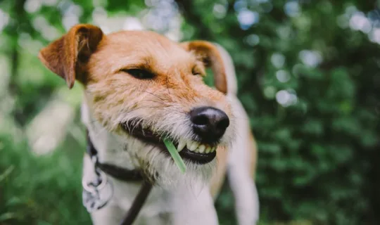 A fox terrier eating grass