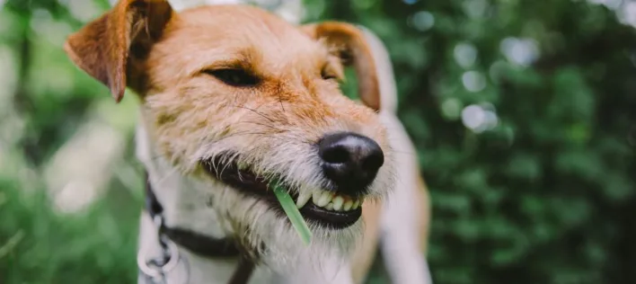 Why Do Dogs Eat Grass? Causes, Risks, and When to Call the Vet