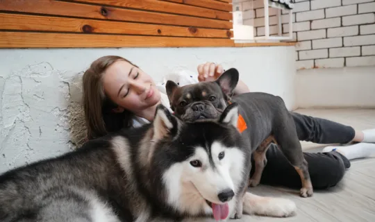 Lovely young woman playing with her siberian husky and french bulldog