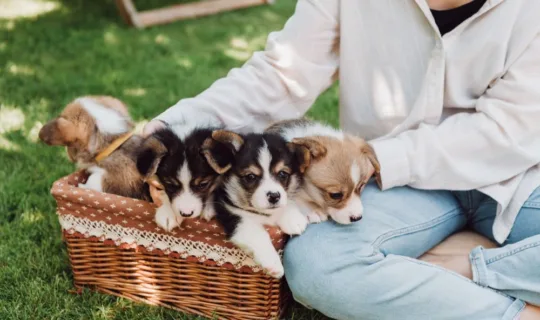 A female breeder showing of her puppy litter in a basket outdoors