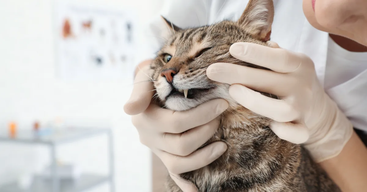 Professional veterinarian examining cat's teeth in clinic