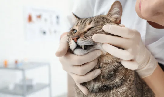 Professional veterinarian examining cat's teeth in clinic