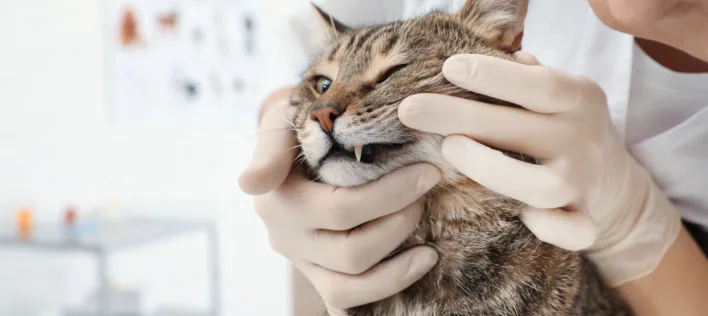 Winter Is Here And So Are Cat Respiratory Infections