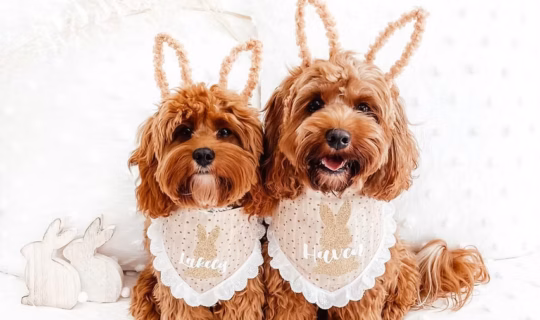 Cavoodles from Sydney Cavoodles - Australian Breeder