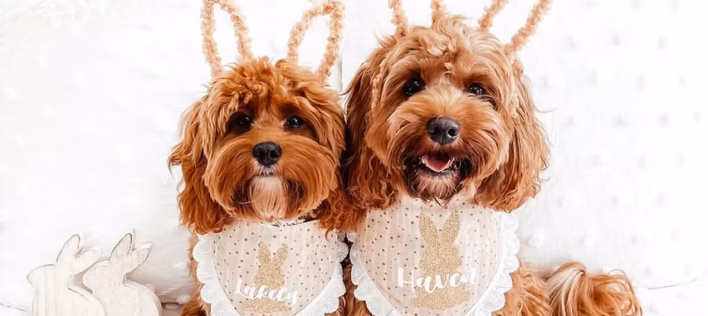 Thinking About a Cavoodle? Here’s What Ethical Breeding Look Like