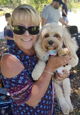 Kelly - Sydney Cavoodle