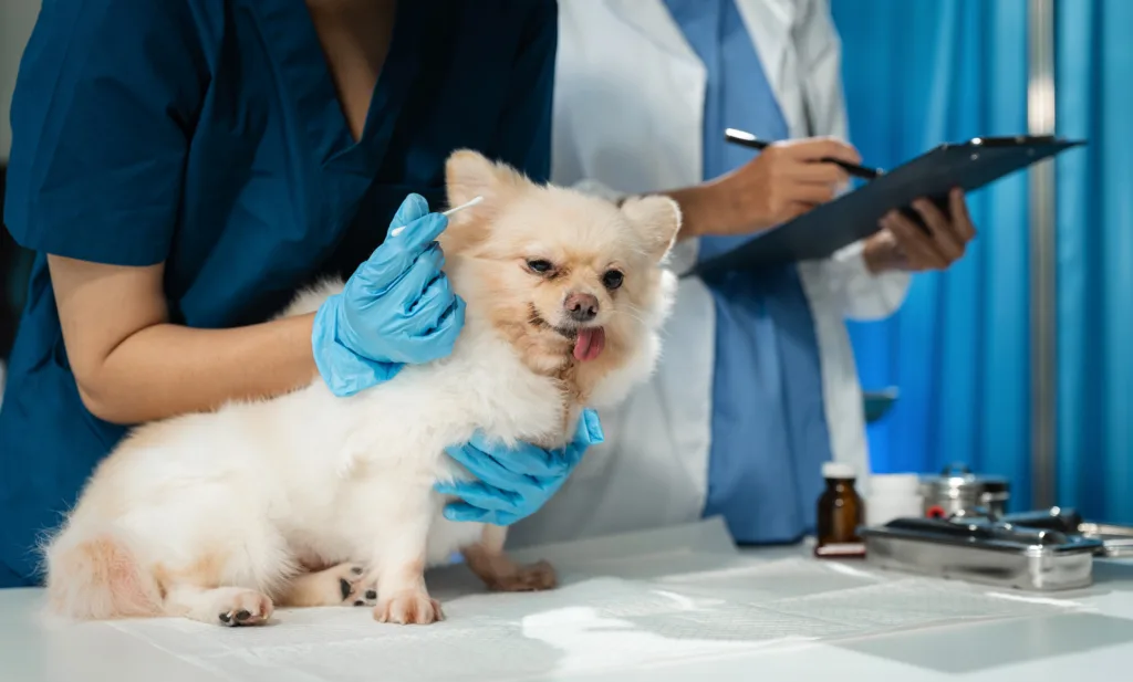 Veterinarians examining a small dog at the clinic