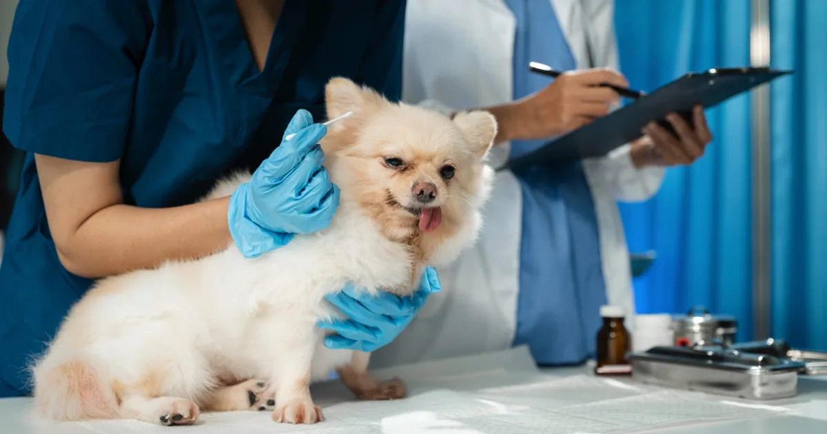 Veterinarians examining a small dog at the clinic