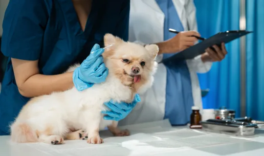 Veterinarians examining a small dog at the clinic