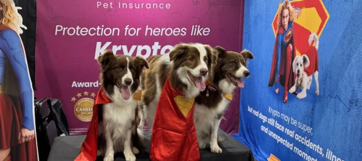 three australian border collies dressed up as krypto in supergirl