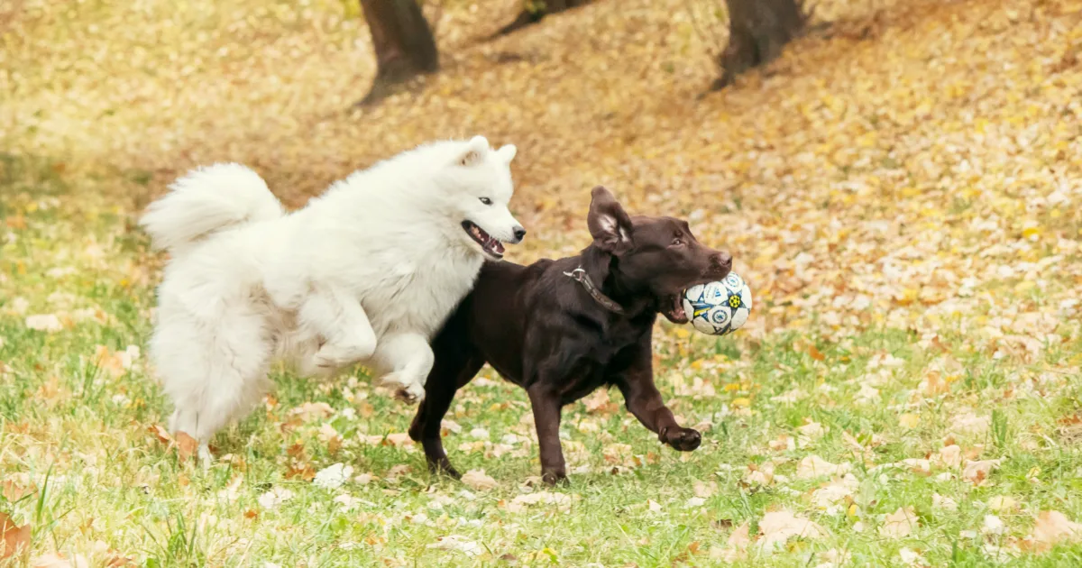 A samoyed and a labrador retriever playing with a ball in the park