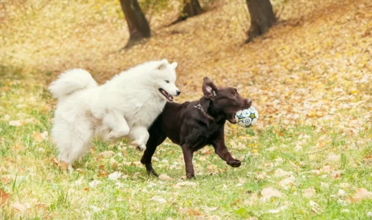A samoyed and a labrador retriever playing with a ball in the park