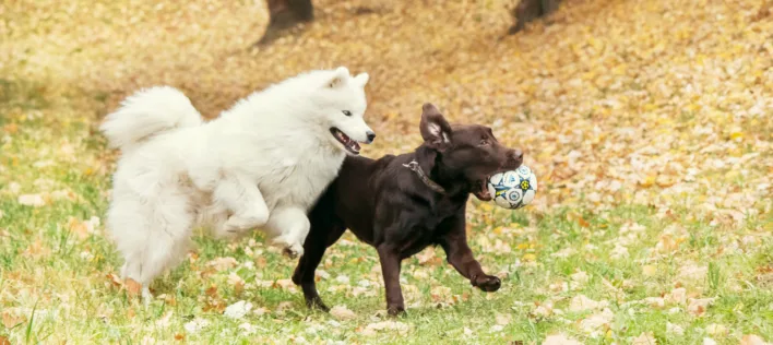 Two’s Company: The Best Dog Breed Pairings for a Happy Multi-Dog Home