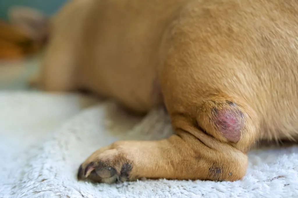 A closeup of a lump on the dog's hindlimb. Selected focus.
