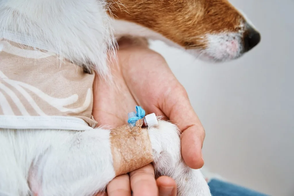 Owner bandages the dog's paw. Pet care. Jack Russell terrier with catheter. Rehabilitation of animal after surgery