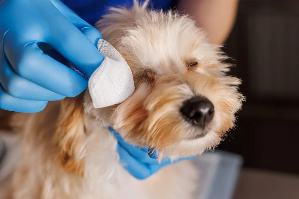 veterinarian doctor treats sore eyes of a dog, medicine for caring for sore eyes of dogs, professional veterinary clinic