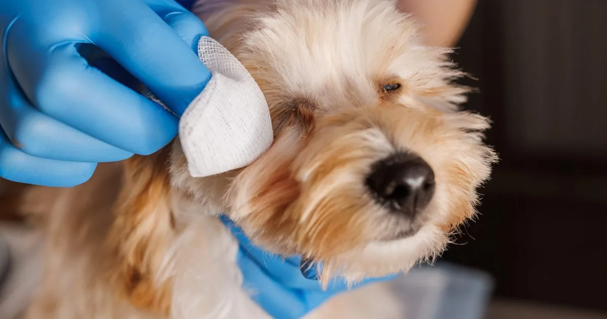 veterinarian doctor treats sore eyes of a dog, medicine for caring for sore eyes of dogs, professional veterinary clinic