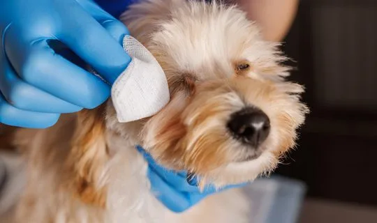 veterinarian doctor treats sore eyes of a dog, medicine for caring for sore eyes of dogs, professional veterinary clinic