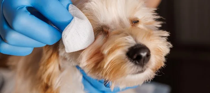 Top 5 Most Common Puppy Health Issues — And What They Really Cost