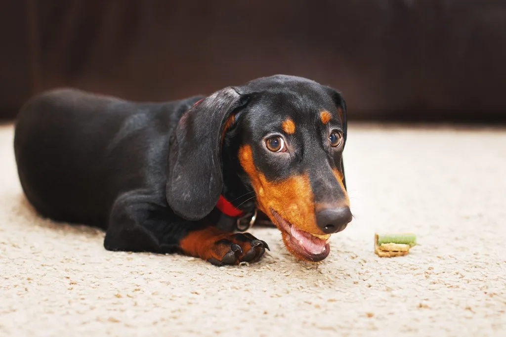 Portrait of cute dog dachshund with a dried tasty treat snack in teeth. dog treats for brushing teeth.