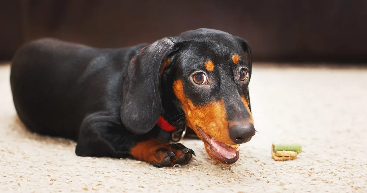 Portrait of cute dog dachshund with a dried tasty treat snack in teeth. dog treats for brushing teeth.