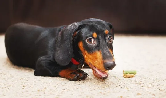 一只可爱的腊肠犬的肖像，嘴里叼着一块美味的干狗零食。这款狗零食有助于刷牙。