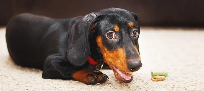 Why Poisoning Is the #1 Dachshund Insurance Claim — And How to Prevent It