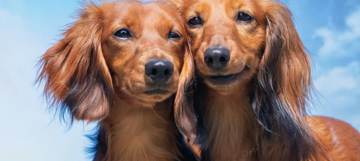 A closeup of two long-haired dachshunds. Animals portrait.