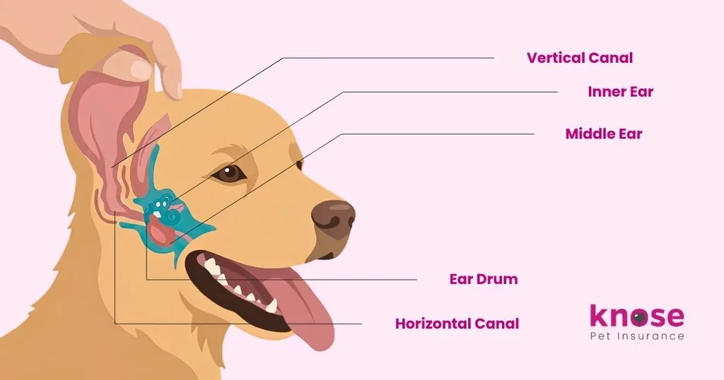 Dog ear canal map infographic