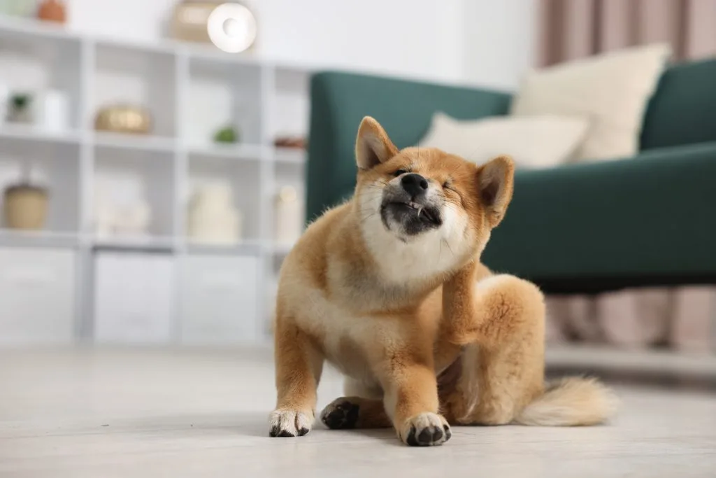 Cute Shiba Inu dog on floor indoors