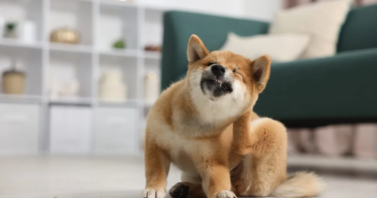 Cute Shiba Inu dog on floor indoors