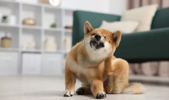 一只可爱的柴犬在室内地板上