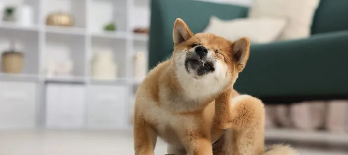 Costs of Dog Ear Infections: A Top Reason for Vet Visits In Australia