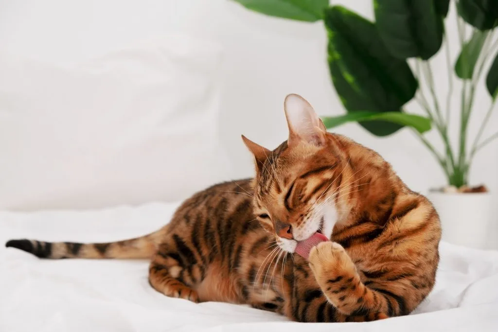brown cat licks its paw indoors