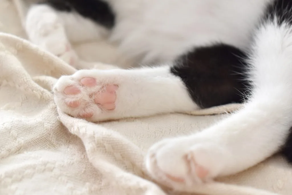 clean cat paw