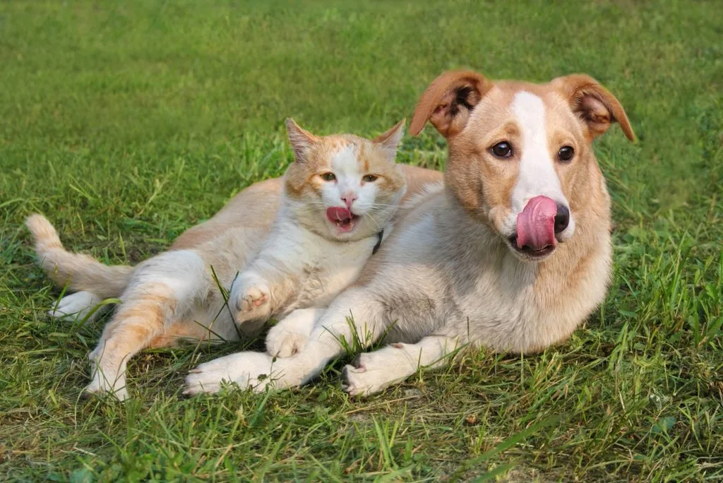 Cat and dog together outside