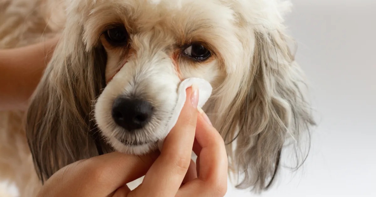 dog coat getting wiped for pet wellness