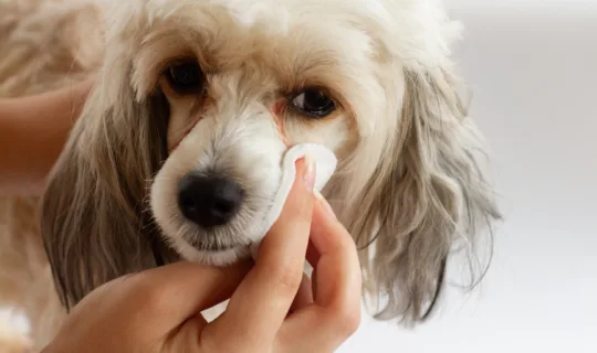 dog coat getting wiped for pet wellness